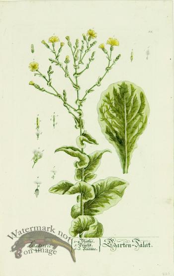 Blackwell German 098